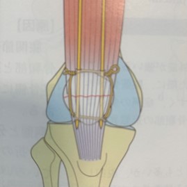 久留米の整形外科 まつもと整形外科 膝を打ってから膝が痛い 腫れている 膝蓋骨骨折かも