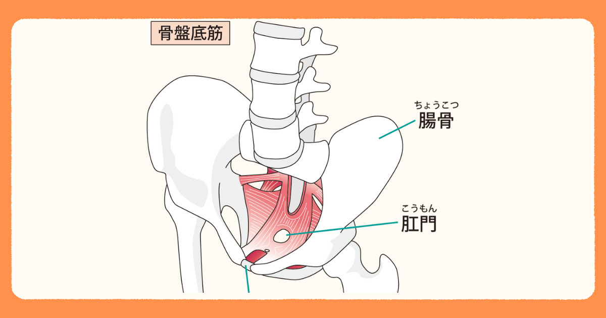 骨盤底筋群